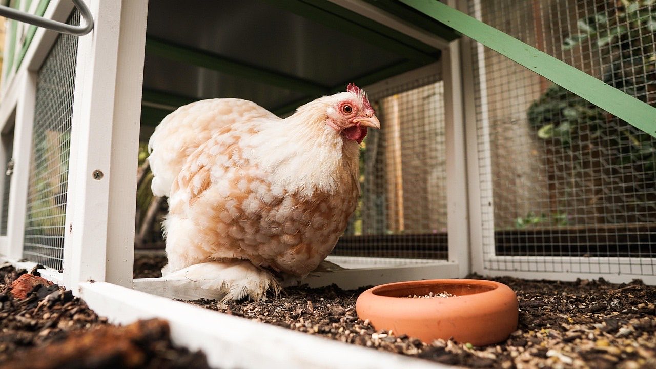 A Pekin bantam hen standing at the open door of a coop
