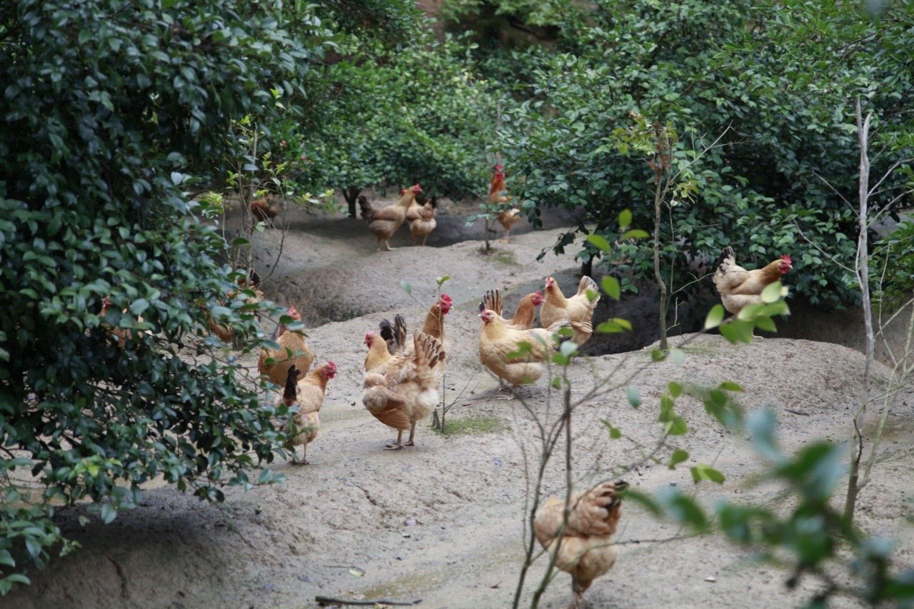 Free-range hens foraging between orchard trees