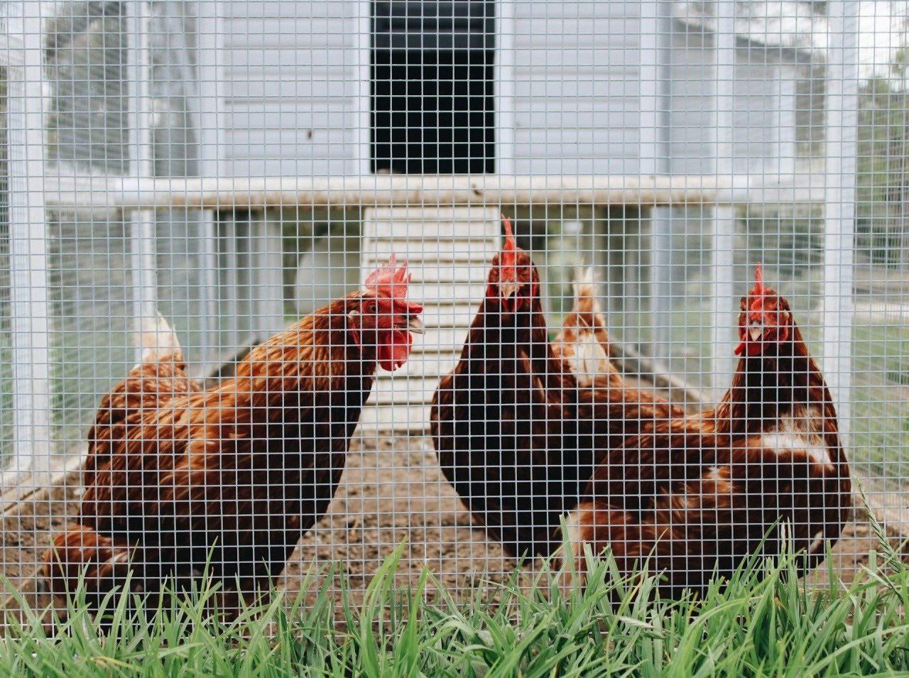Rhode Island Red hens in a fenced backyard run, an elevated white coop behind them